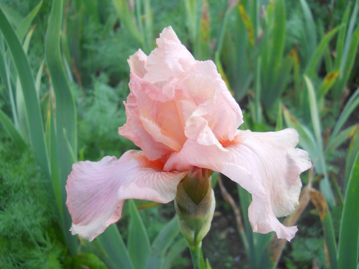 DSCN4233 - Subalbum  irisi 2 2015