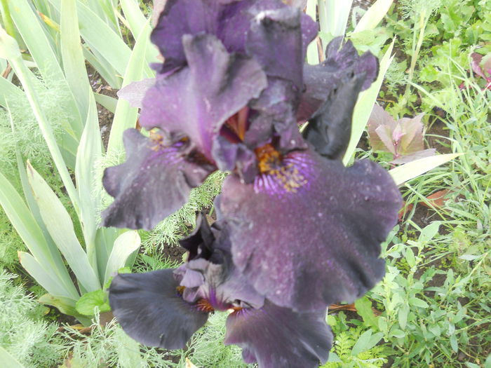 DSCN4234 - Subalbum  irisi 2 2015