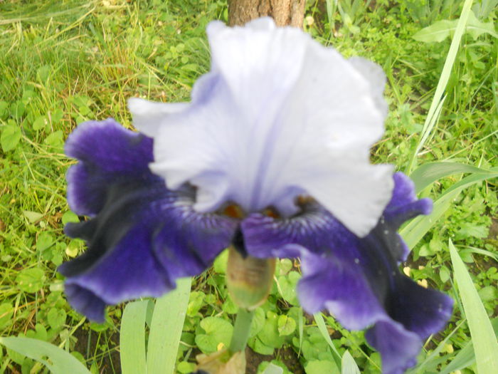 DSCN4250 - Subalbum  irisi 2 2015