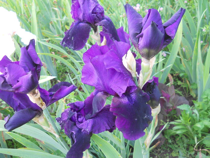 DSCN4258 - Subalbum  irisi 2 2015