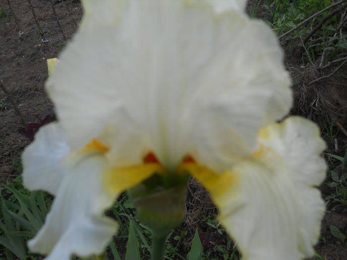 DSCN4266 - Subalbum  irisi 2 2015