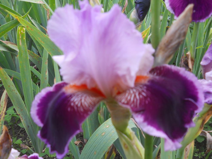 DSCN4268 - Subalbum  irisi 2 2015