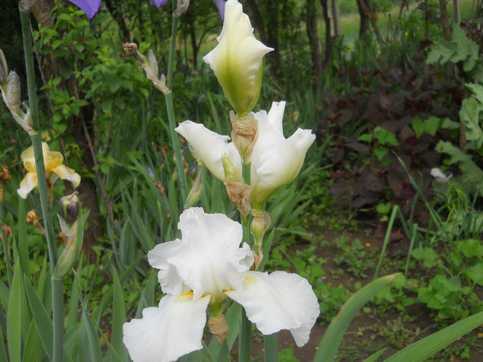 DSCN4270 - Subalbum  irisi 2 2015