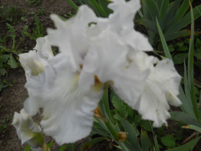 DSCN4283 - Subalbum  irisi 2 2015