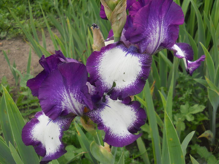 DSCN4285 - Subalbum  irisi 2 2015