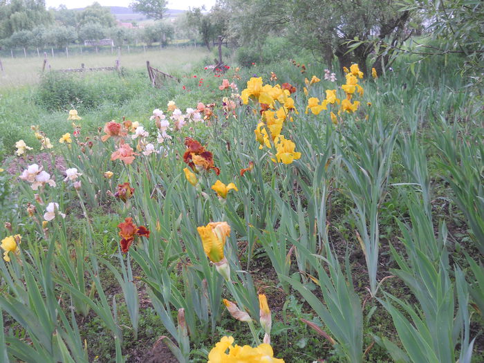 DSCN4287 - Subalbum  irisi 2 2015