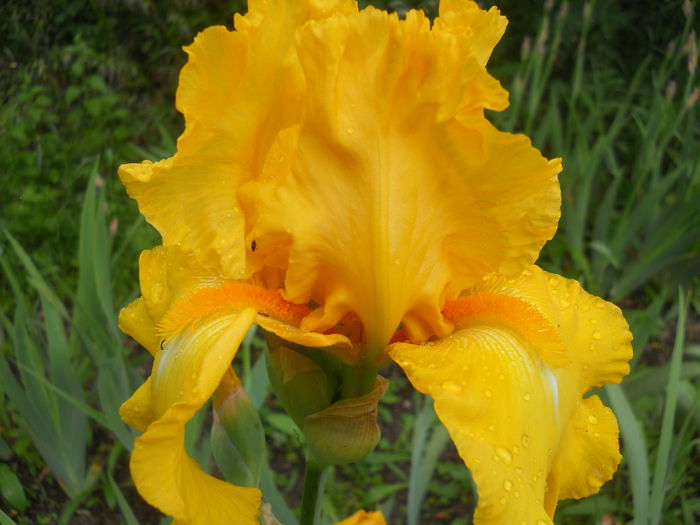 DSCN4294 - Subalbum  irisi 2 2015