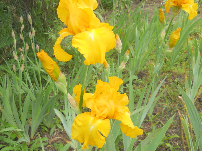 DSCN4295 - Subalbum  irisi 2 2015