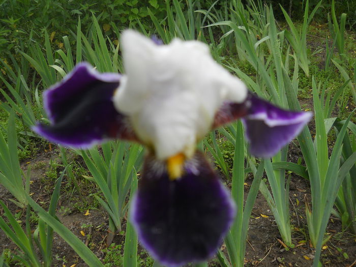 DSCN4297 - Subalbum  irisi 2 2015
