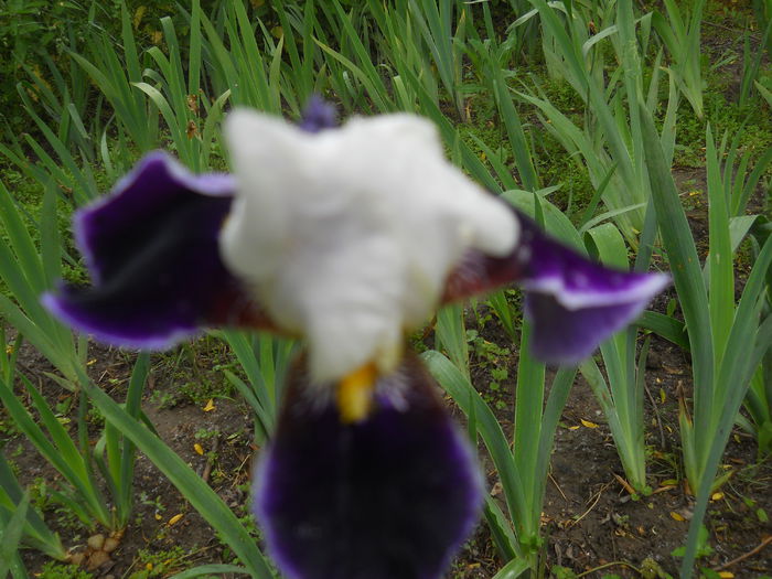 DSCN4298 - Subalbum  irisi 2 2015
