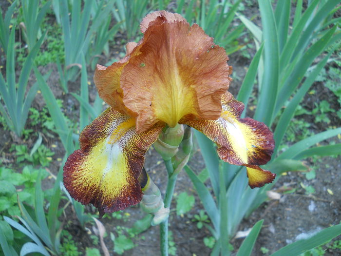DSCN4300 - Subalbum  irisi 2 2015