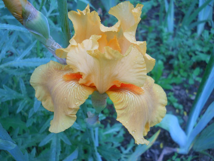 DSCN4301 - Subalbum  irisi 2 2015