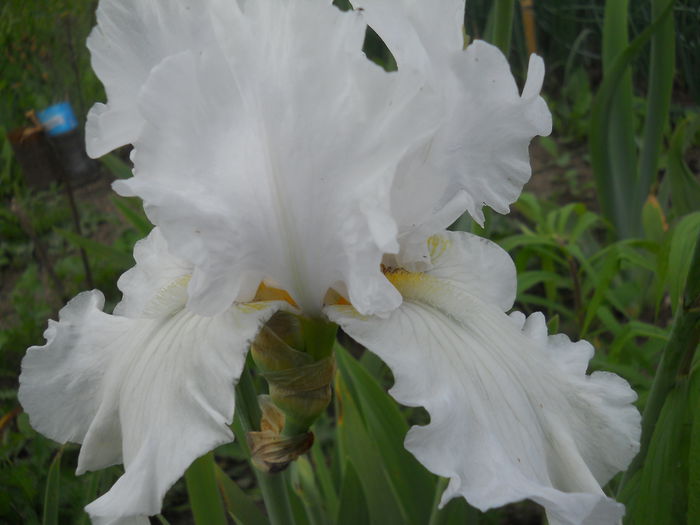 DSCN4307 - Subalbum  irisi 2 2015