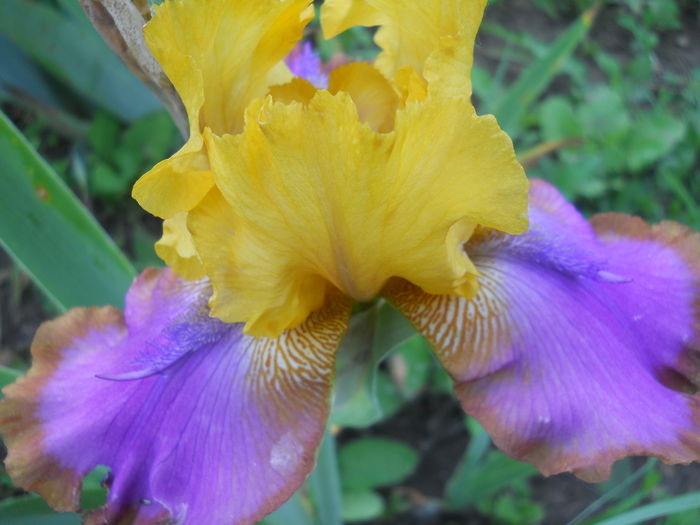 DSCN4309 - Subalbum  irisi 2 2015