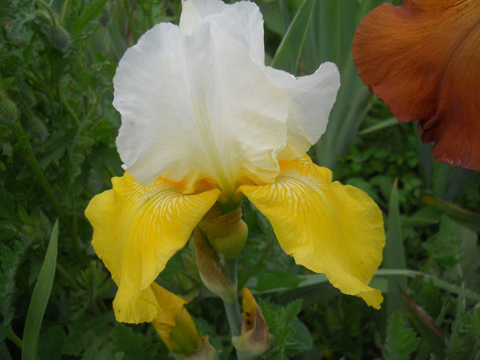 DSCN4311 - Subalbum  irisi 2 2015