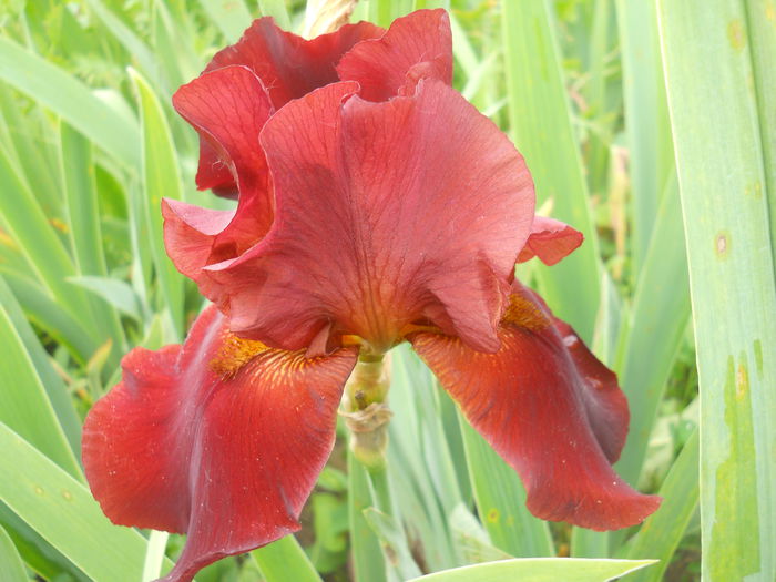 DSCN4313 - Subalbum  irisi 2 2015