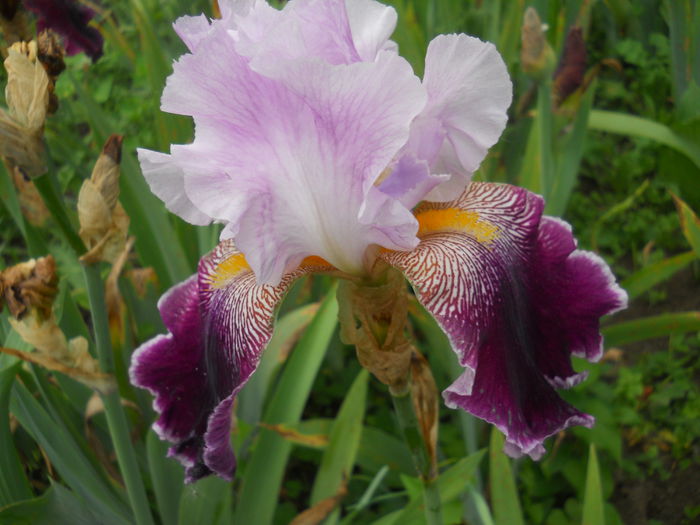 DSCN4314 - Subalbum  irisi 2 2015