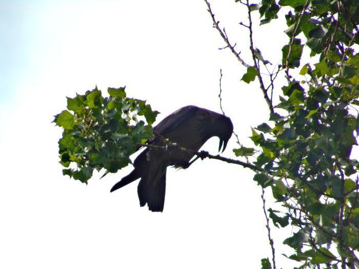 "cu asta arunc dupa tine" - Diverse animale si pasari