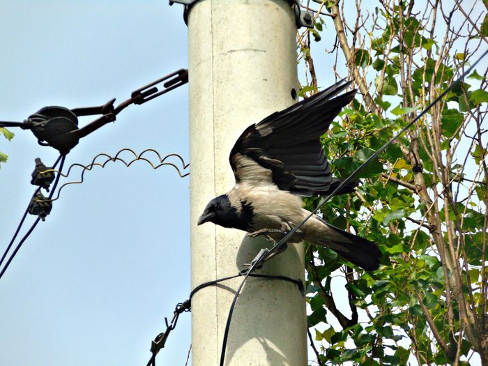 "gata, acum chiar te las fara cablu de net" - Diverse animale si pasari