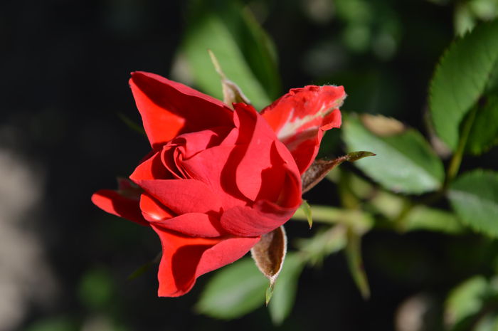 DSC_1593