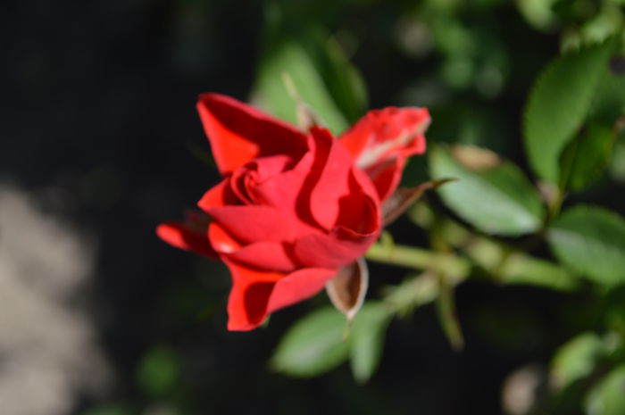 DSC_1594