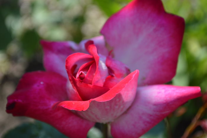 DSC_1559
