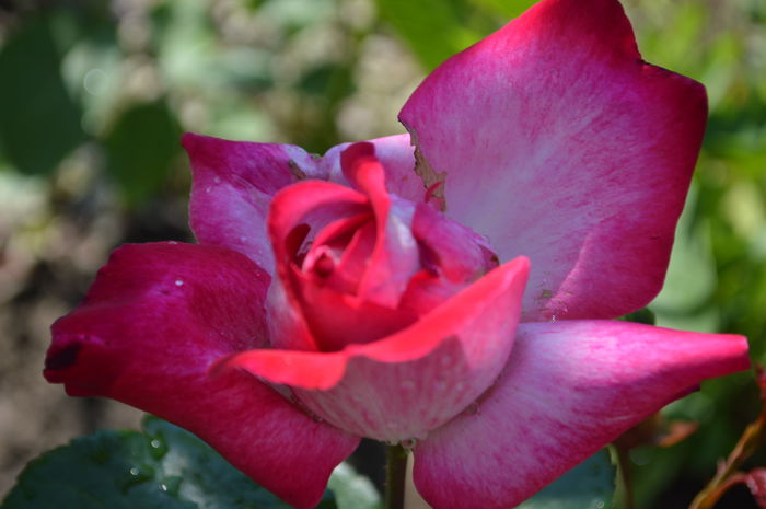 DSC_1560