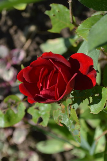 DSC_1556
