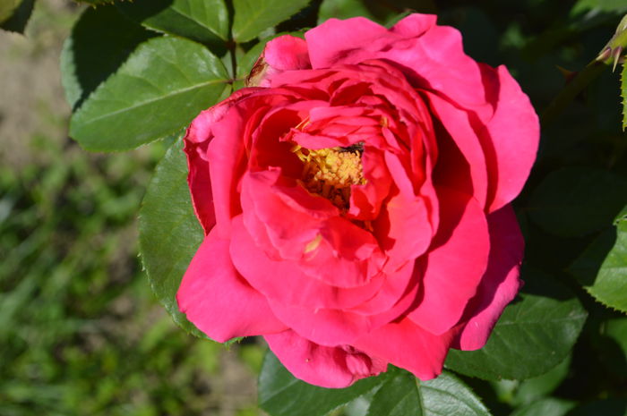 DSC_1533