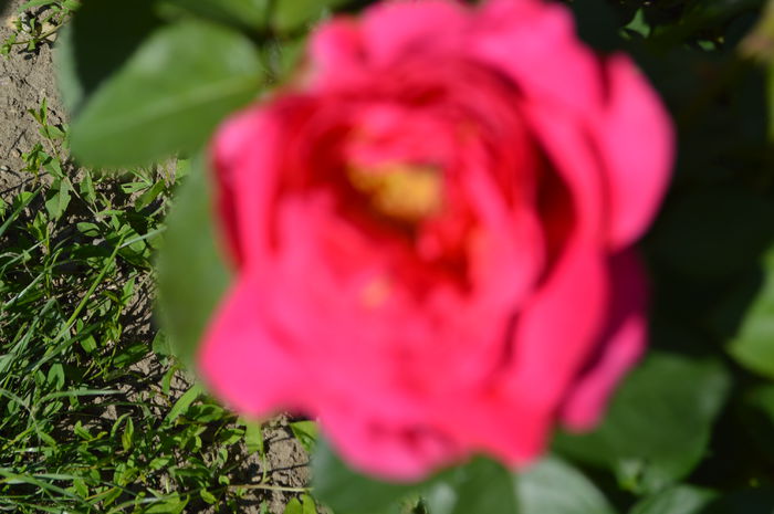 DSC_1534