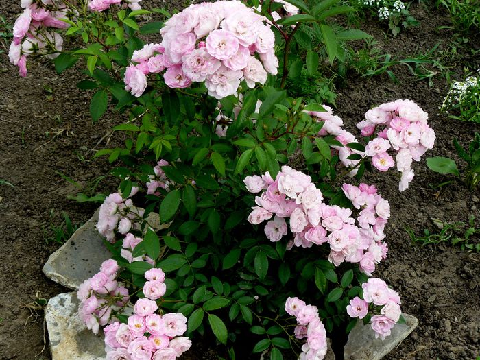 Heavenly Pink - Lens