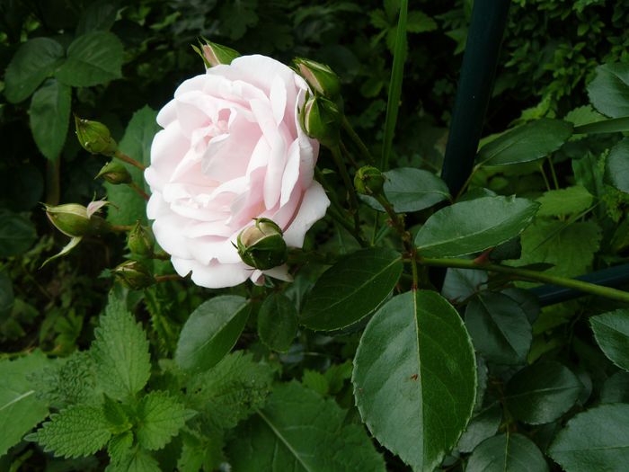 New Dawn prima floare !