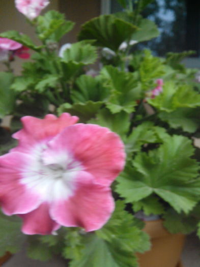 IMG_20150603_145251_1CS - floricele 2015