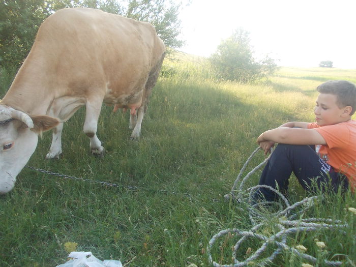 cu vaca - pentru cine zambesc eu