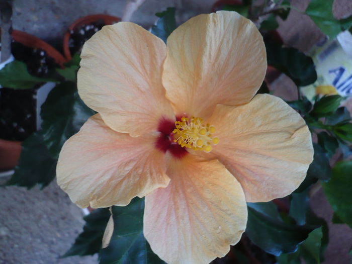 Cairo apricot - HIBISCUSI 2015-1