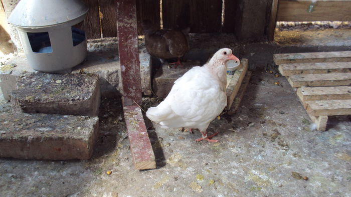 sa vina...masa :D: - 0 DE PRIN_VOLIERA