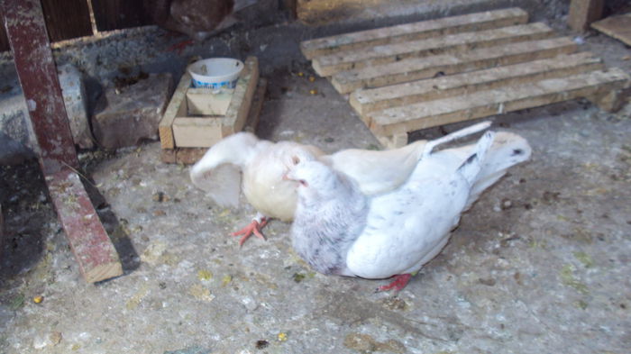 tatic de serviciu la cantina :D - 0 DE PRIN_VOLIERA