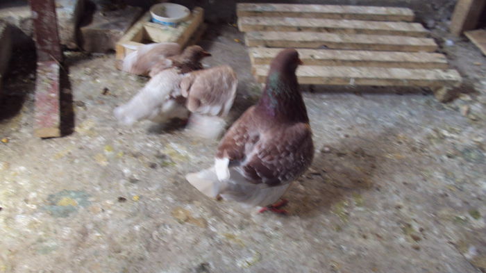 vreau papica, vreau papica! - 0 DE PRIN_VOLIERA