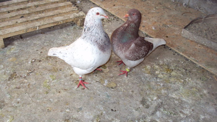 DSC07025 - 0 DE PRIN_VOLIERA