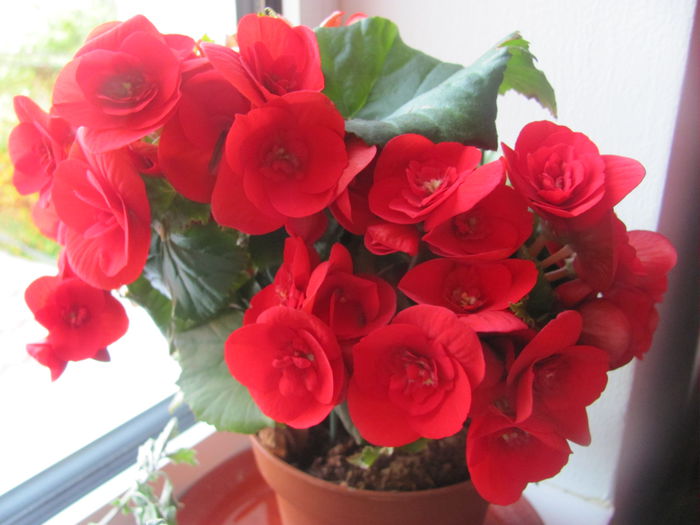 IMG_0513 - Flori 2015