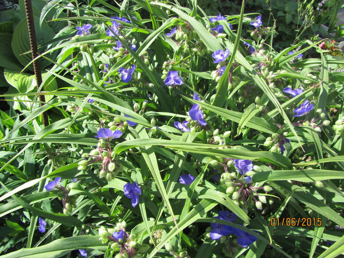 Tradescantia - Flori de gradina-2015Vara