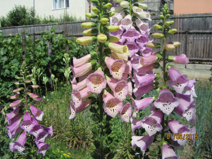 Digitalis