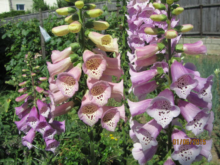 Digitalis - Flori de gradina-2015Vara