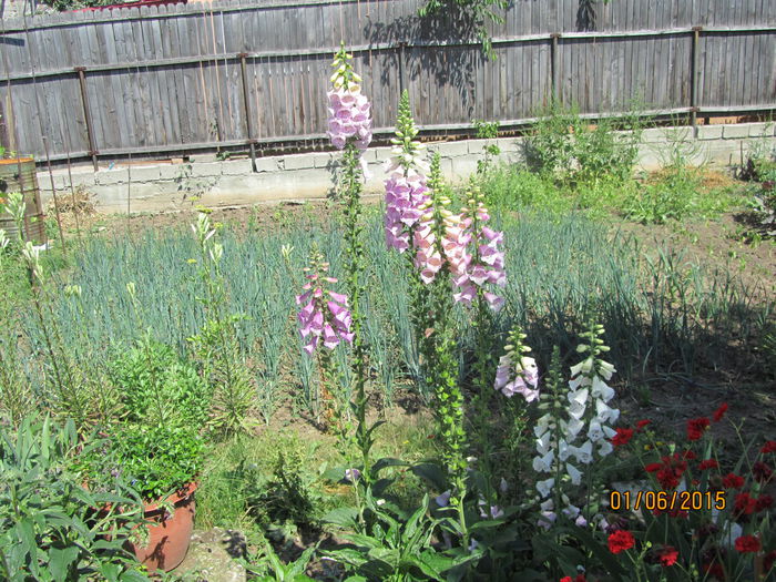 IMG_0028 - Flori de gradina-2015Vara