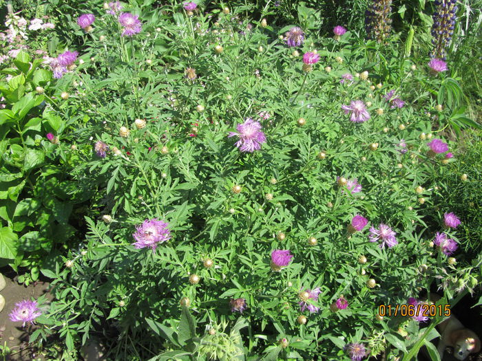 Centaurea dealbata