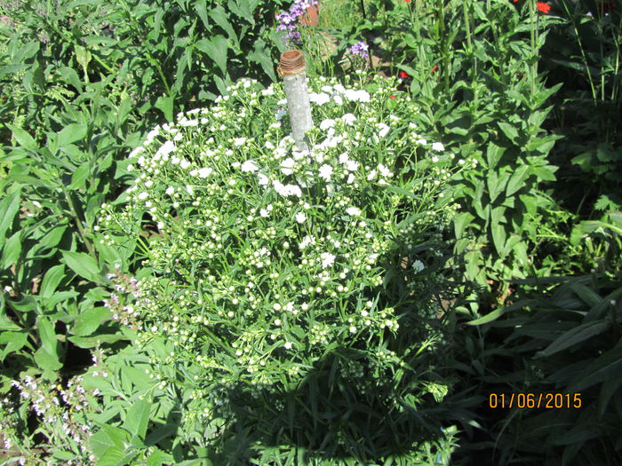 Achillea ptarmica