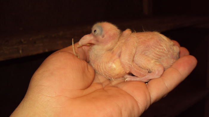 un chelios de 7 zile :D