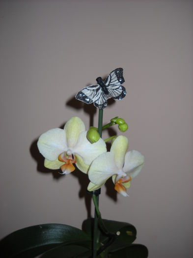 129 - Orhideea 2014-2018