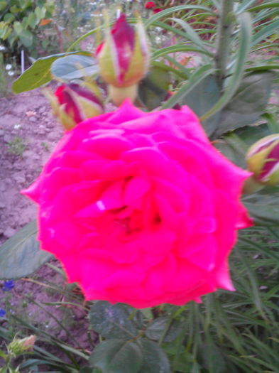 IMG_20 - Trandafiri 2015