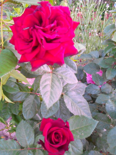 IMG_21 - Trandafiri 2015